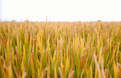 稻谷飘香迎丰年|suncitygroup太阳集团生产基地奏响丰收乐章