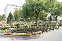 以树为碑：生命的另一种生长